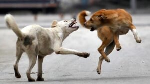 Who is responsible for stray dogs? What does the law say?
