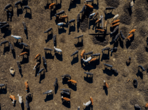 Aerial view of H5N1 infected cattle herd in Texas