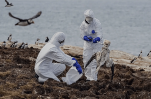 Avian Influenza has wrecked havoc on bid species of the world