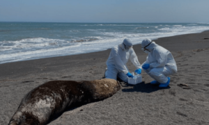 Dead seal infected with H5N1 Virus in North America