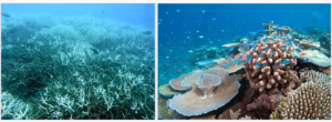 Difference between Bleached coral (L) and Healthy coral (R)